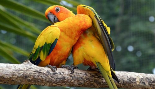 A Bird's-Eye View: Essential Insights into the World of Pet Birds