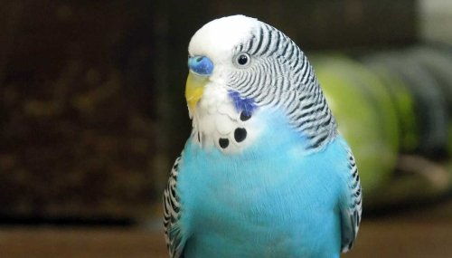 Bird Q&A: Everything You Wanted to Ask