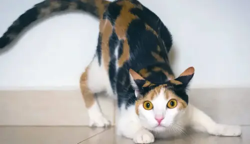 Why Does My Cat Wiggle Their Butt Before Pouncing?