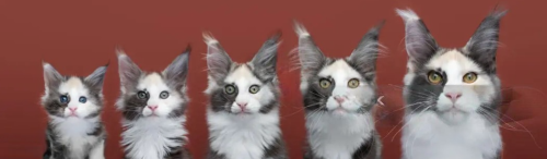 The Big Question: When Do Cats Stop Growing (and How Big Will They Get)? - Petpawty
