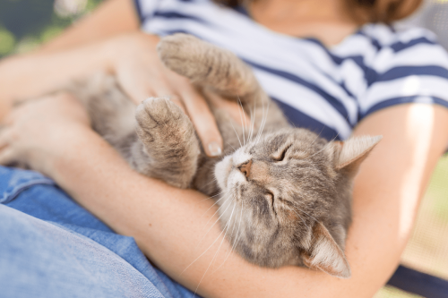 Cat Breeds that Love Cuddles