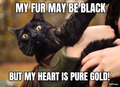 Funniest Black Cat Memes You'll Love