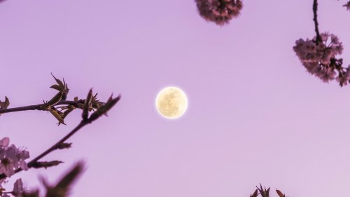 "Blumenmond": Der heutige Vollmond sorgt bei 4 Sternzeichen für drastische Veränderungen