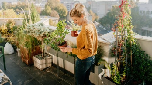 Pflanzen für einen sonnigen Balkon: 10 schöne Gewächse