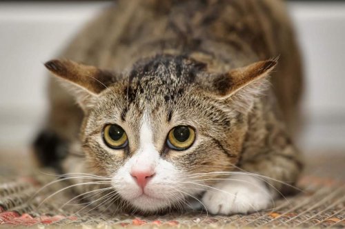 Is Your Cat Stressed Out?