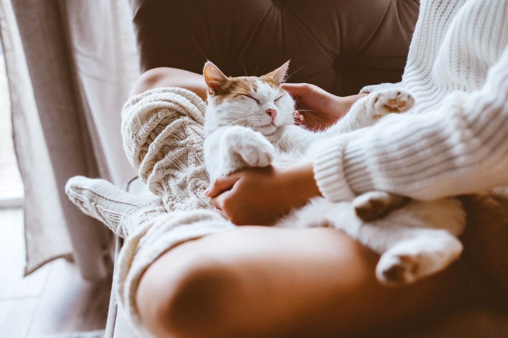 Reasons Your Cat Sleeps on Your Legs That Might Surprise You