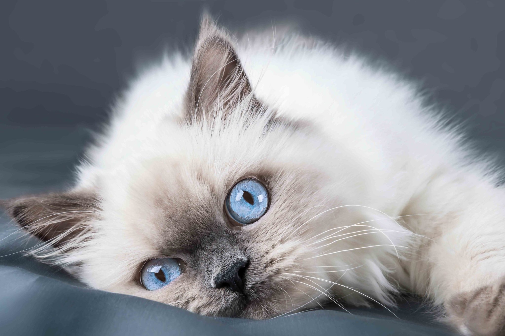 Why Everyone Loves Ragdoll Cats
