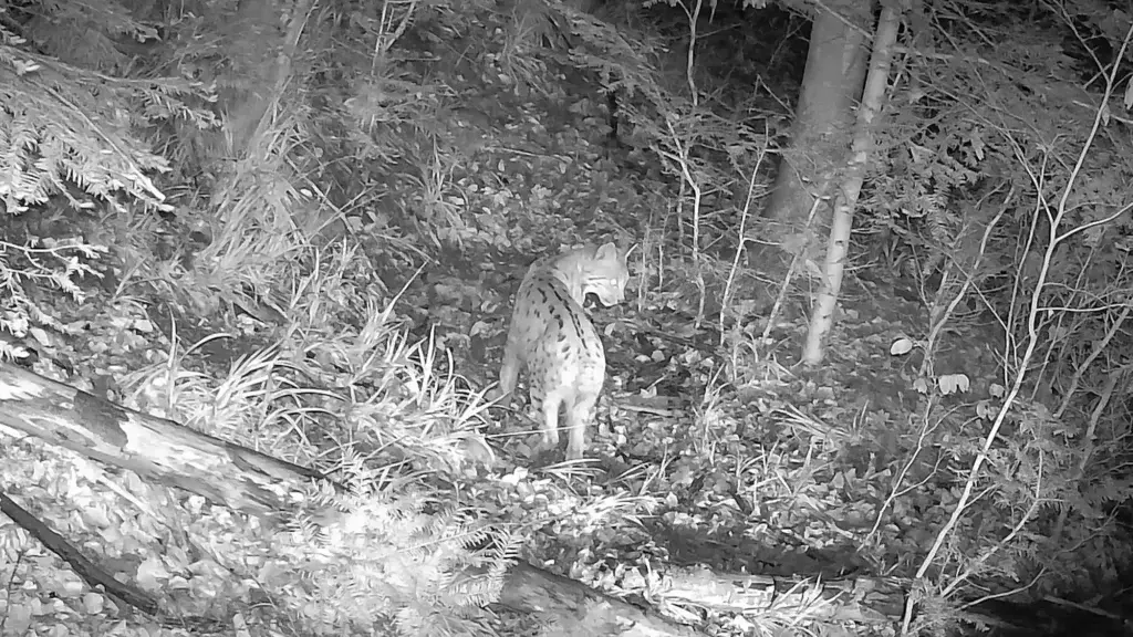 Luchs im Pforzheimer Stadtwald beobachtet