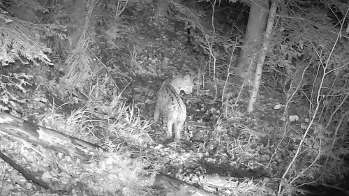Luchs im Pforzheimer Stadtwald beobachtet