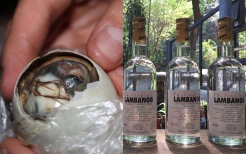 'Balut,' 'lambanog' most mispronounced local food, drink — study