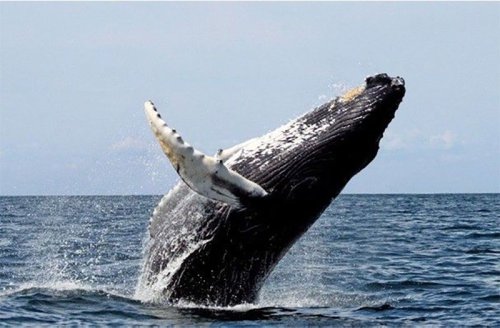 DENR stops whale watching in Bohol town