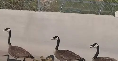 Video: Arizona DPS escorted a family of geese off the Loop 202 freeway