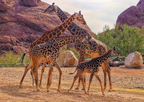 8 animal attractions around Phoenix to celebrate World Wildlife Day