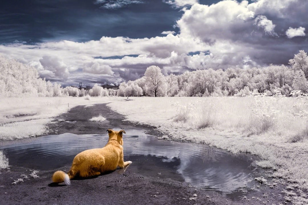 Tips on Photographing with an Infrared-Converted Camera