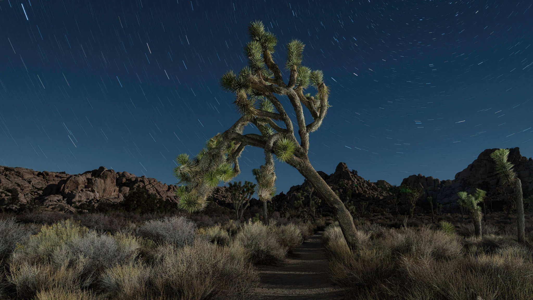 Challenging Lightroom's Select Sky mask on a night sky with a Joshua Tree