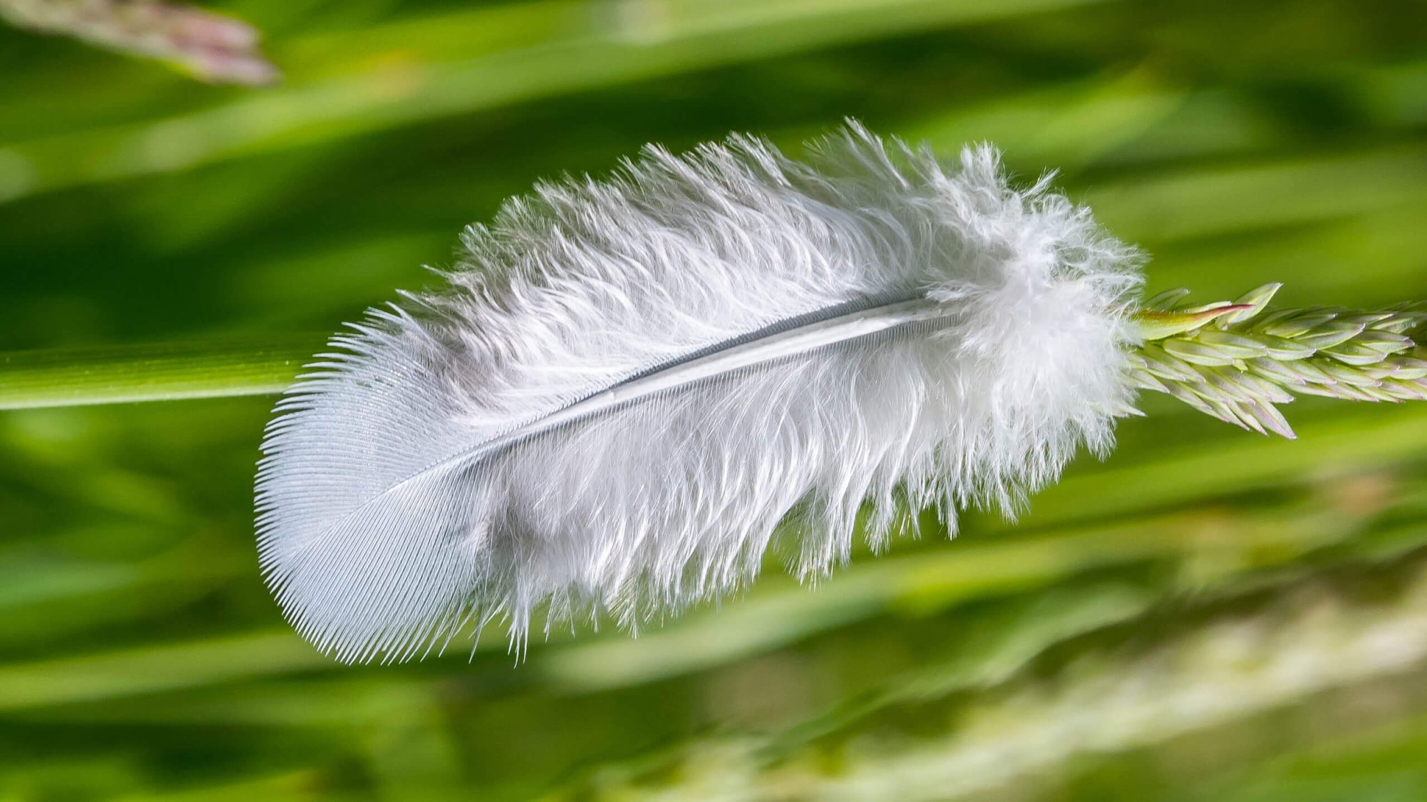 Shutter Notes: Steve Thackeray — Downy Feather