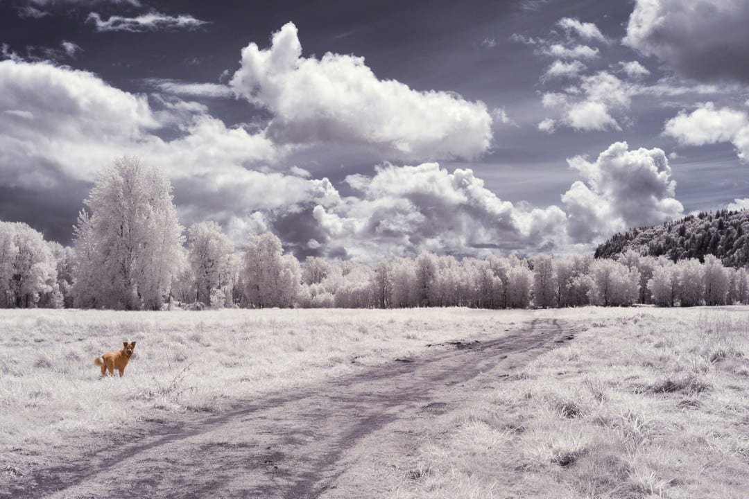 Processing an Infrared Image using Lightroom and Photoshop
