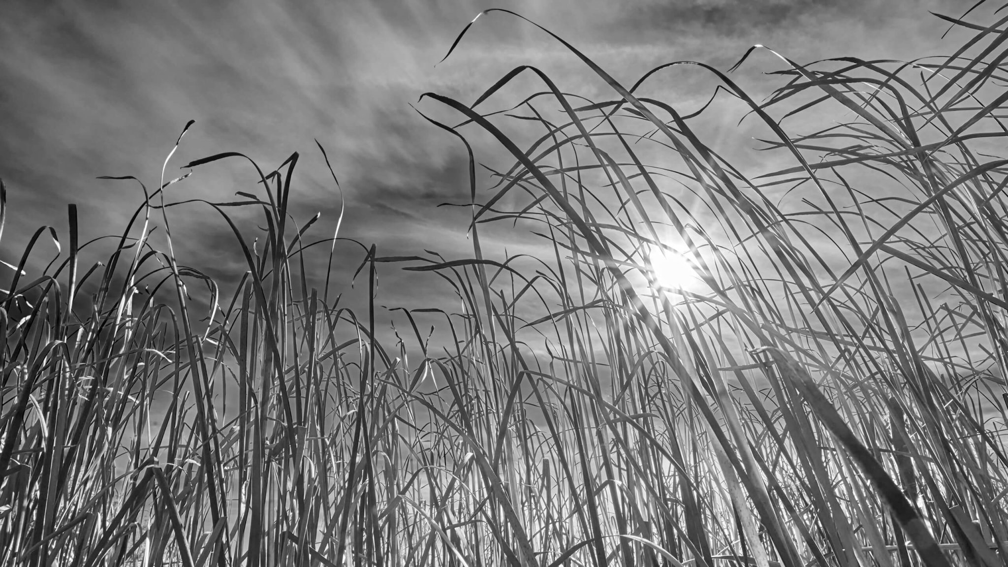 Shutter Notes: Cattails, by Jim Hughes