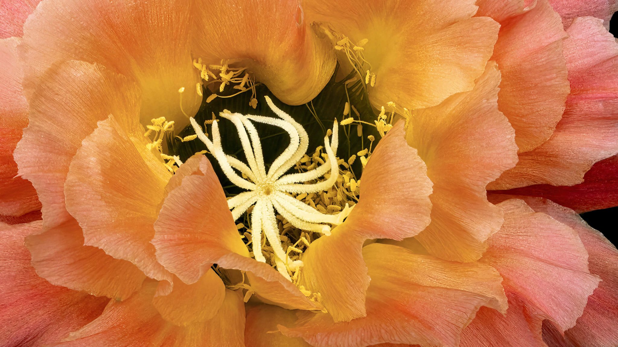 Shutter Notes: Cactus flower, by Barbara Dunn