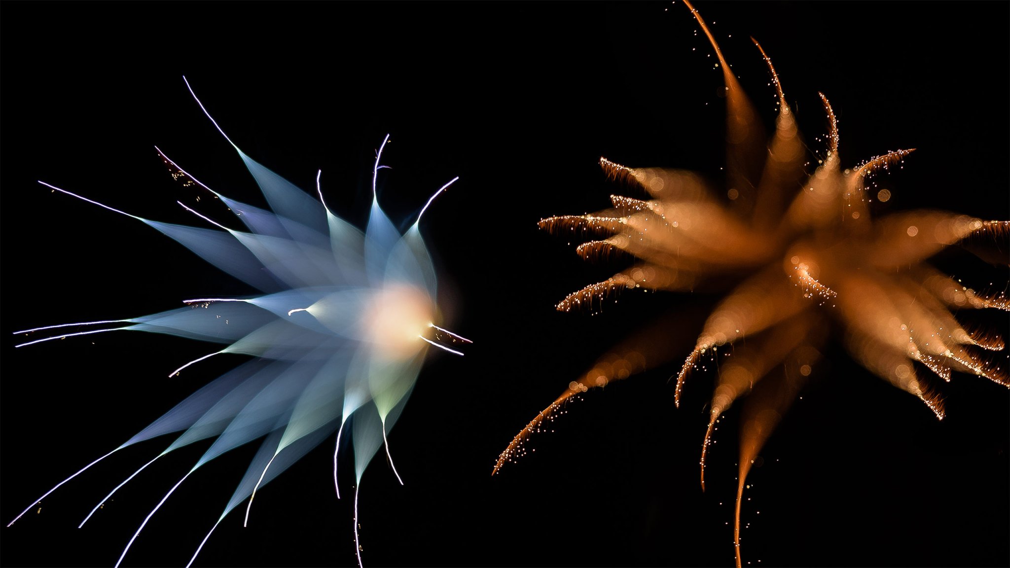 Create one-of-a-kind flower firework photos