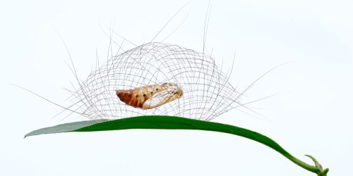 Glanzlichter der Naturfotografie 2025
