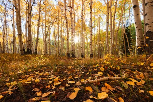 How to Photograph Fall Colors