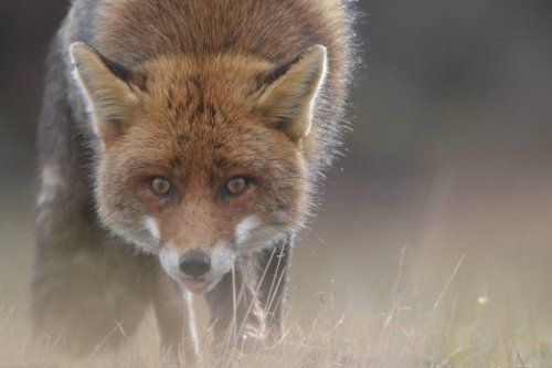 Concours Photo Animalière et de Nature de Montier-en-Der 2022 : découvrez les photos primées
