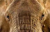 Interesting Photo of the Day: Elephant Texture