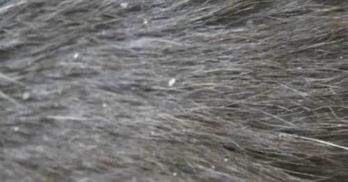 My Ferret Has Dandruff, Causes, Treatments, and Preventatives