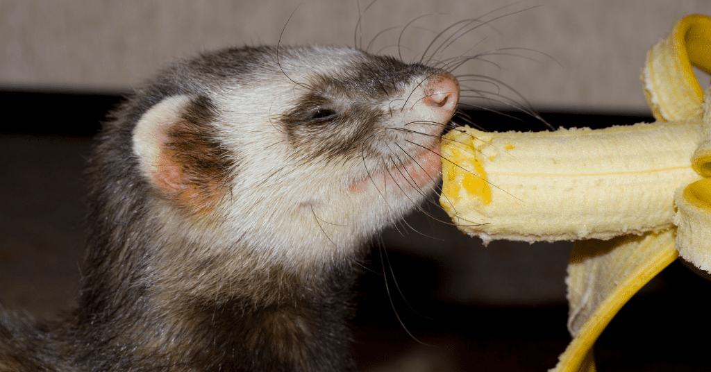 Ferret Troubles? We got you cover image