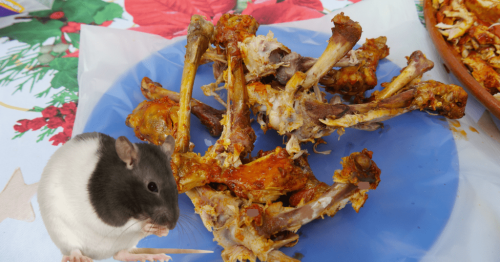 Why Rats Need Chicken Bones to Stay Healthy