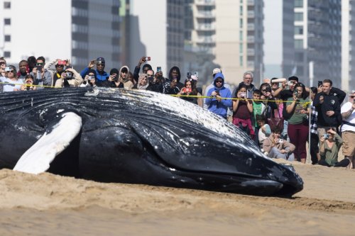 Dead humpback whale washes up on the Outer Banks