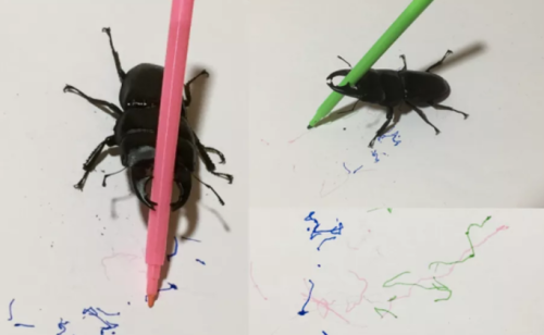 “艺术家” Spike蹿红网络：一只喜欢“画画”的鹿角虫-品玩