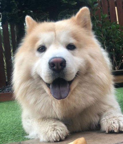 What Happens when you Combine a Husky with a Chow Chow? 