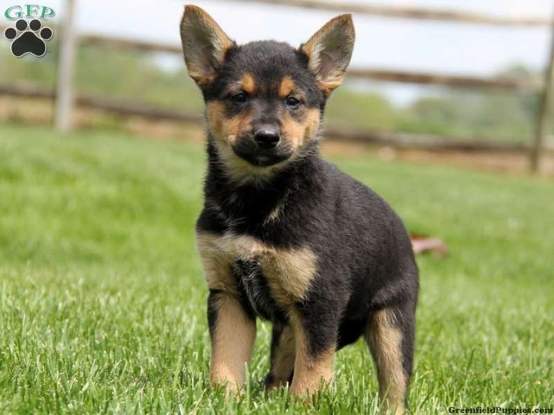 Should you get a Chihuahua German Shepherd Mix Dog? 