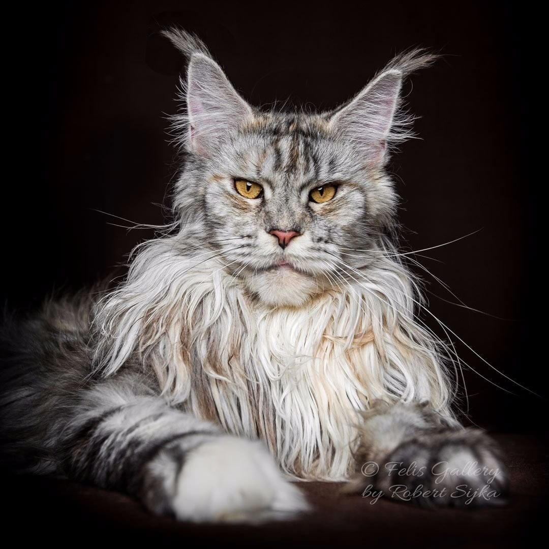 Facts about Cats That Might Surprise You