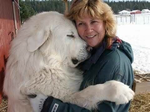 Big White Dogs You'll Love