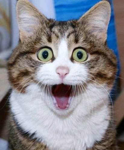 Fun Facts about Cats You Might Not Know