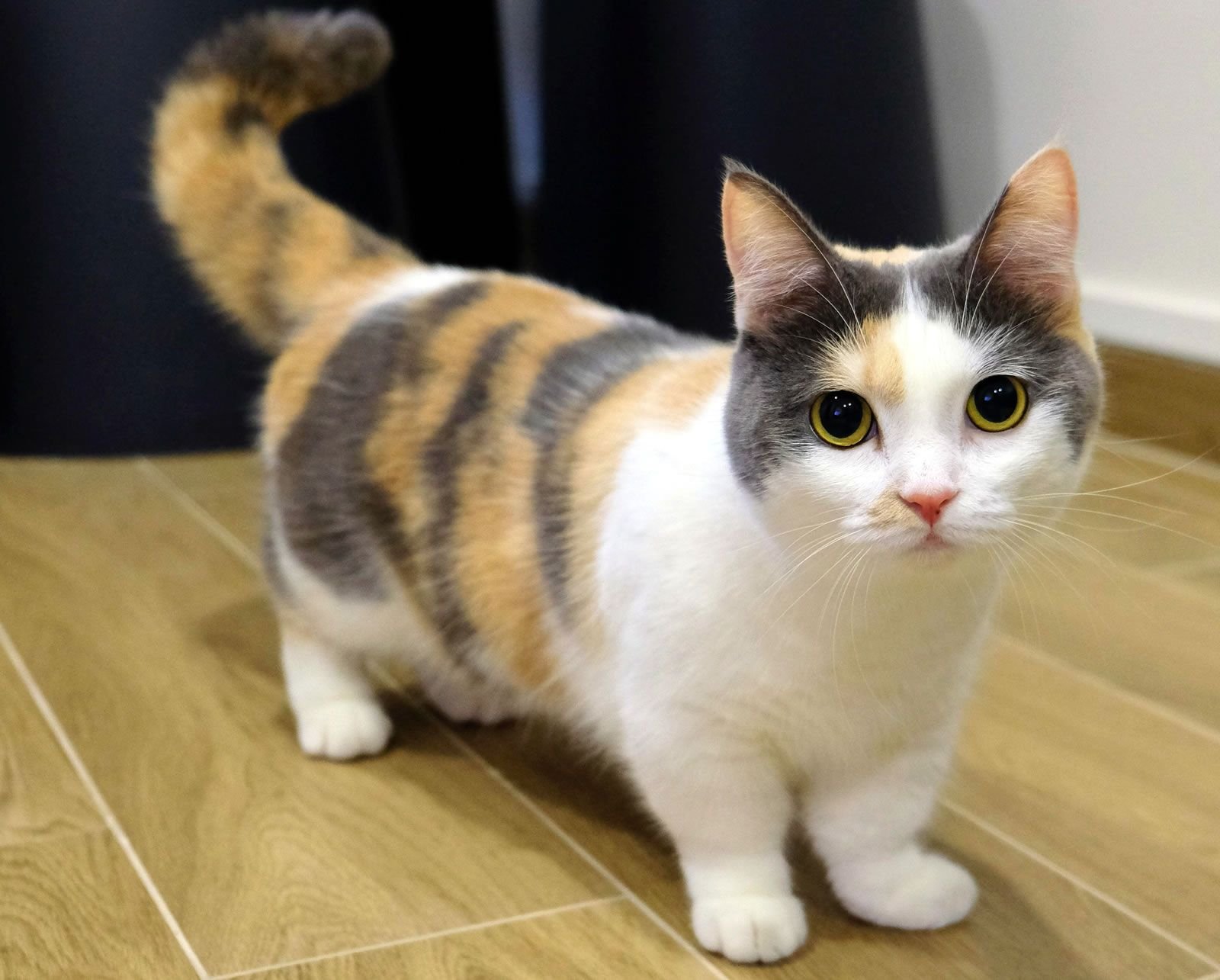 World's Cutest Midget Cats You'll Love