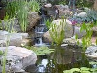 370 Ponds and Water Gardens ideas in 2022 | water garden, pond, ponds backyard