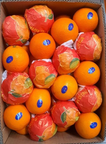 Citrus exporting companies in Egypt | HITAC TRADING | Fruit, Orange, Orange fruit