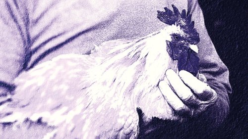Nourished by Time: Catching Chickens EP