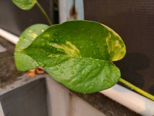Ces 10 plantes qui combattent l'humidité dans votre maison