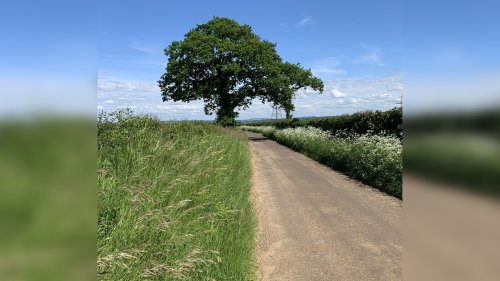 Here's why Wiltshire Council are leaving some grassy areas uncut
