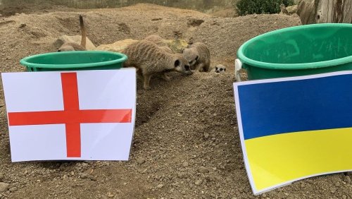 Sussex's 'mystic meerkats' predict England vs Ukraine