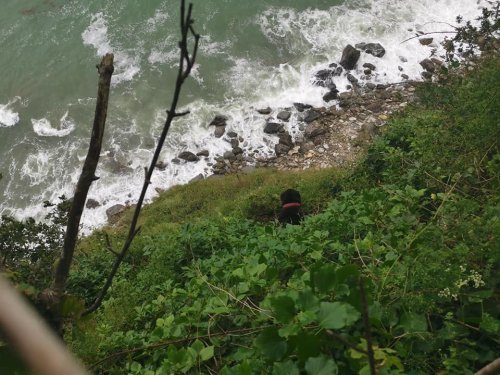 Dog reunited with owners after falling over cliff near St Austell