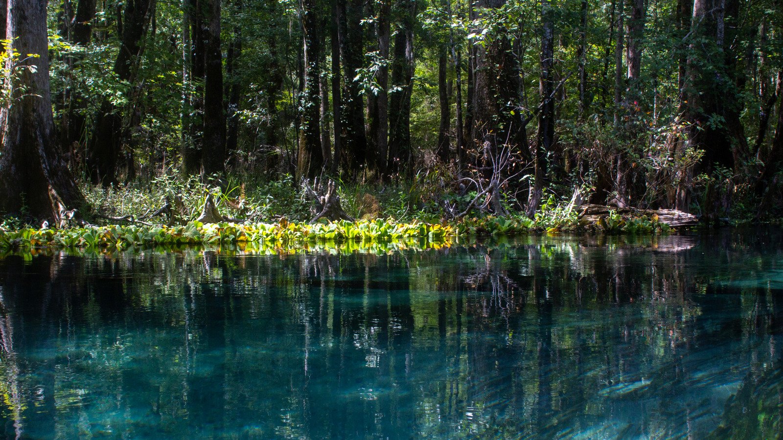 One Of Florida's Best State Parks Has Pristine Springs For Swimming & Paddling - cover
