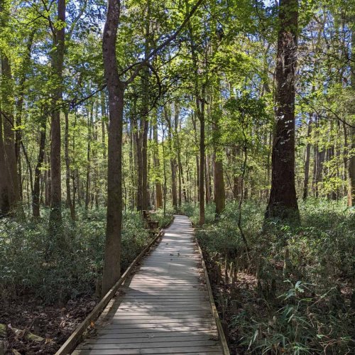 Hiking Congaree National Park Made Easy