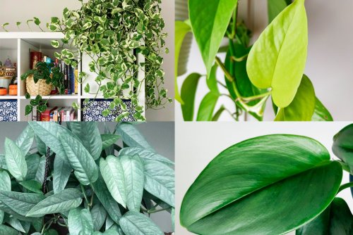10 tipos de pothos para añadir a tu colección - Plantas y Deco