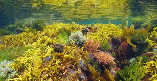 Bioplastics Ecosystem from Seaweed Takes Root